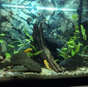 Umzug mit Aquarium in Kaiserslautern Aquarium mit Pflanzen, Wurzeln und Fischen – Umzug mit Aquarium in Kaiserslautern