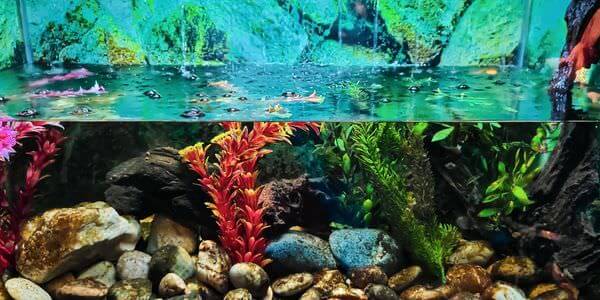 Aquarium mit Korallen und bunten Fischen – Aquarium-Umzug Kaiserslautern