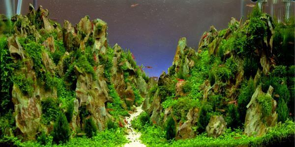 Aquarium mit Felslandschaft und Pflanzen – Umzug mit Aquarium in Kaiserslautern