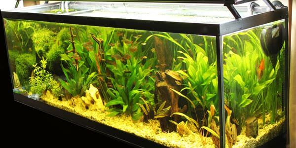 Aquarium-Umzug Kaiserslautern: Längliches Aquarium mit grünen Wasserpflanzen