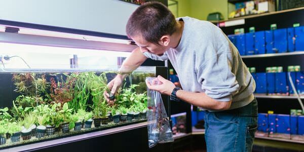 Mann versorgt Aquarienpflanzen vor einem Aquarienregal – Umzug mit Aquarium in Kaiserslautern